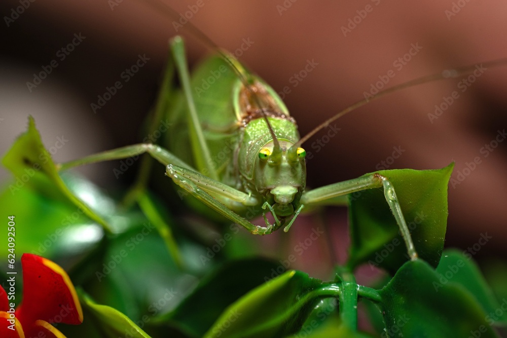 Alabama Katydid Alabama Katydid