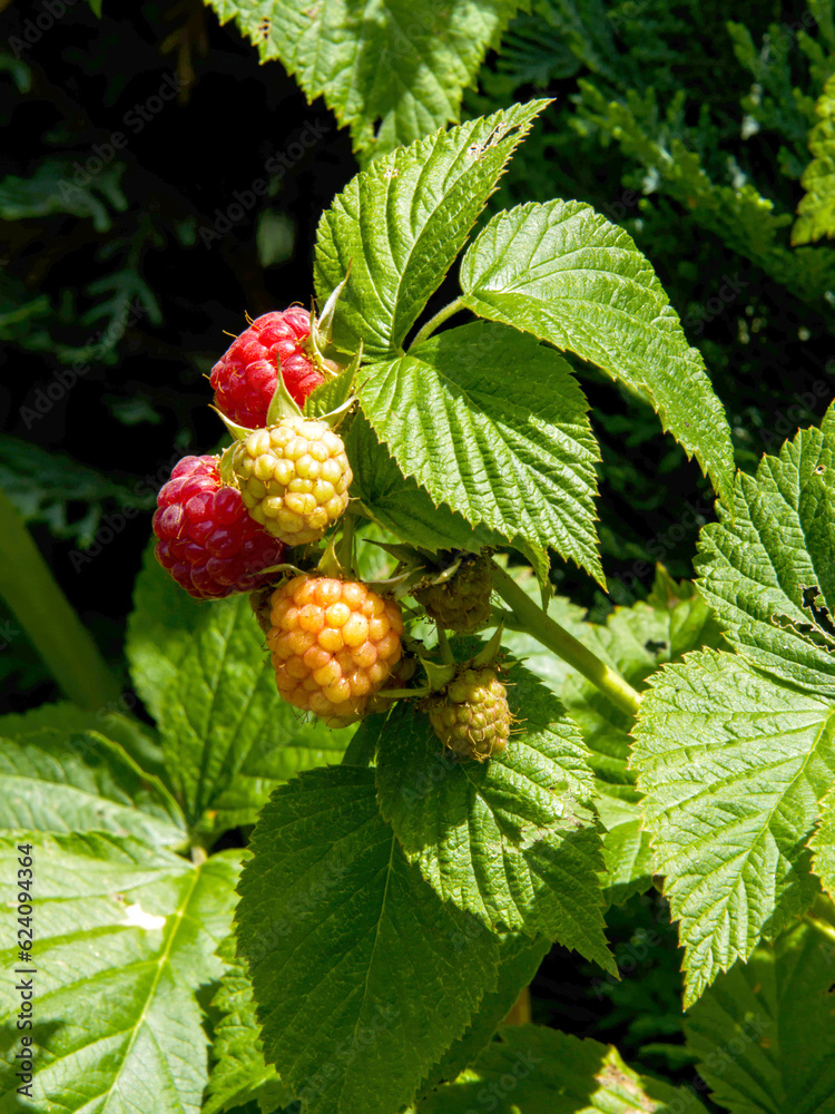 summer-ripening fruits on a raspberry bush in the garden summer-ripening fruits on a raspberry bush in the garden