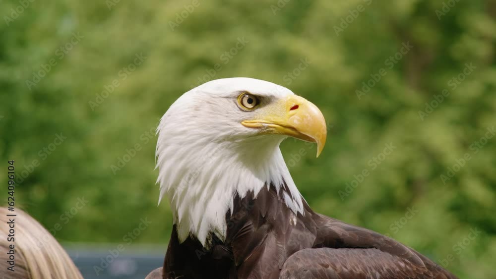 Bald eagle head closeup, trained bird of prey Bald eagle head closeup, trained bird of prey