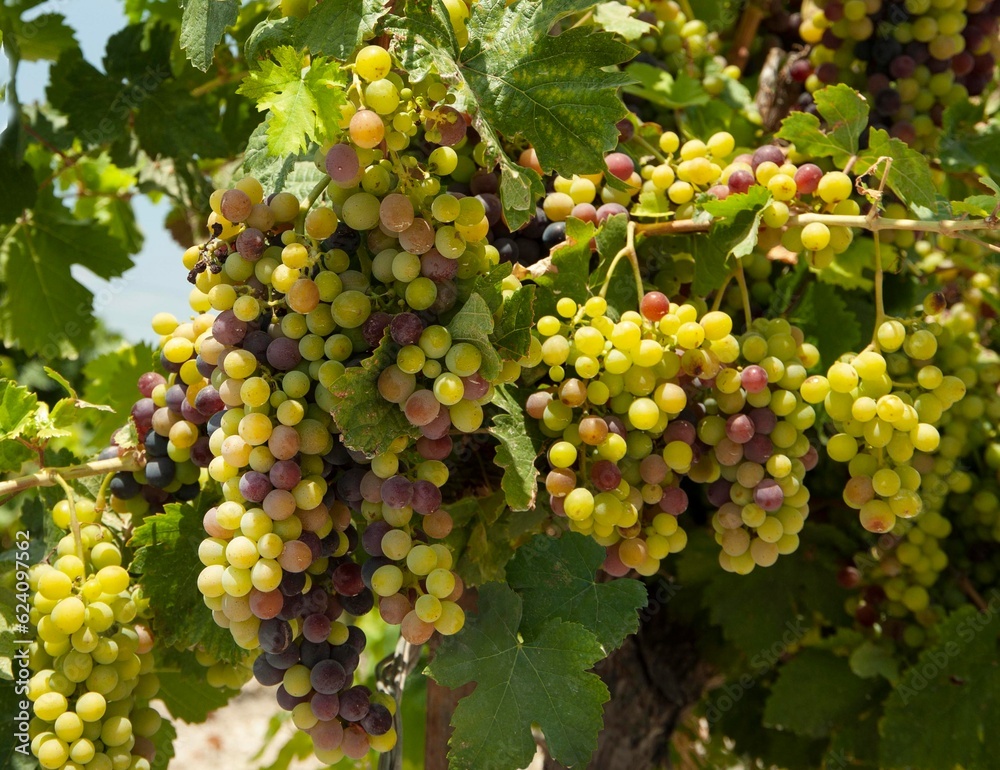 Bunches of wine grape with leaves on vineyard. Israel. Bunches of wine grape with leaves on vineyard. Israel.