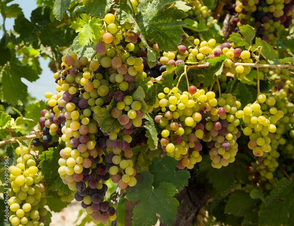 Bunches of wine  grape with leaves on vineyard. Israel.