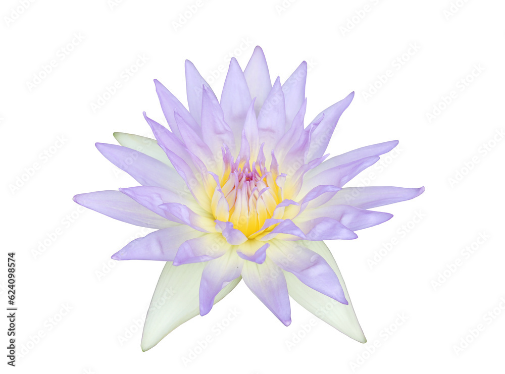 Violet water lily on transparent background. (PNG File)