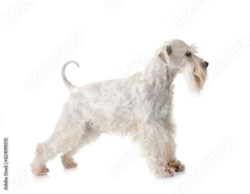 miniature schnauzer in studio