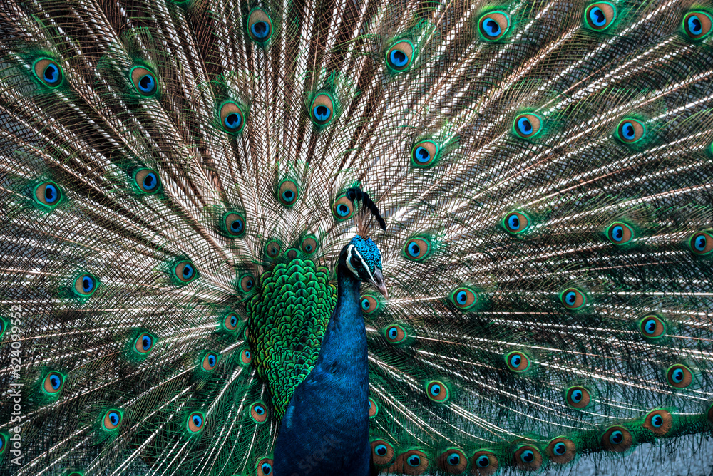 Naklejka premium Deployed feather tail of a peacock