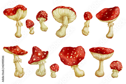Set of watercolor, forest fly agaric mushrooms.Vector graphics.
