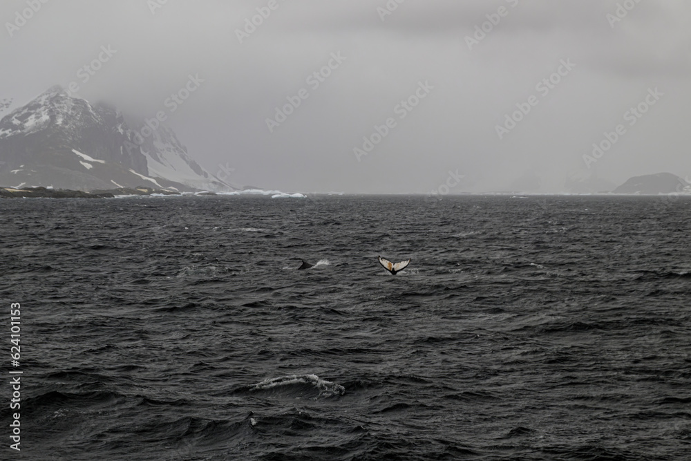 Naklejka premium Sailing the Lemaire Chanel Antartic Peninsula