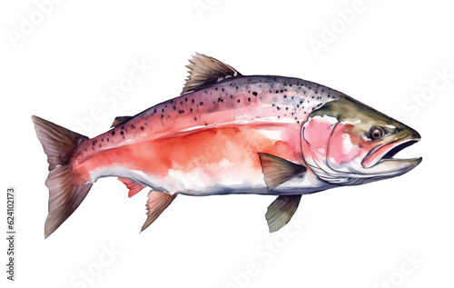 Vector watercolor hand drawn pink salmon.