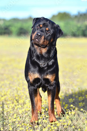 rottweiler in nature