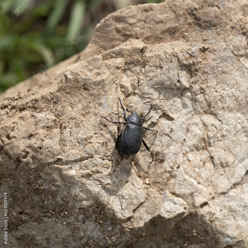 Close-up of Tenebrionidae beetle on stone. photo
