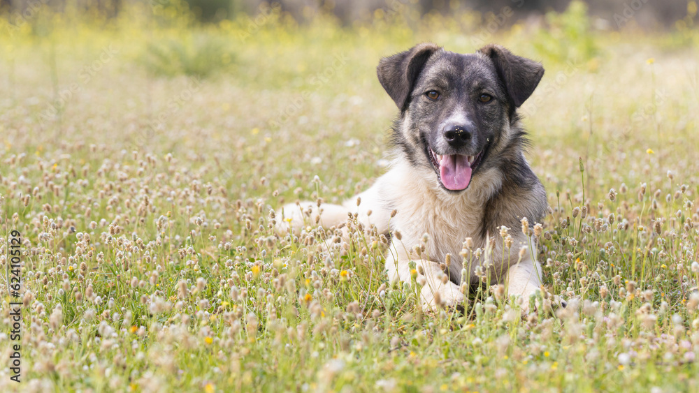 dog with black and white pattern is sitting in the grass. Close-up. dog with black and white pattern is sitting in the grass. Close-up.