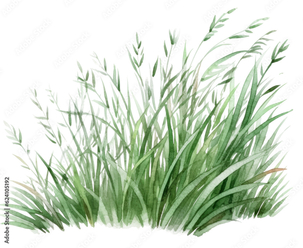 Hand drawn watercolor grass isolated. Hand drawn watercolor grass isolated.