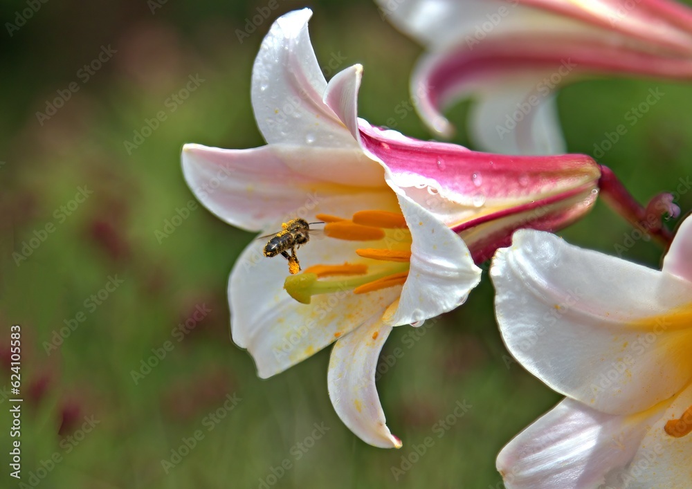Honey bee visiting white lily Honey bee visiting white lily