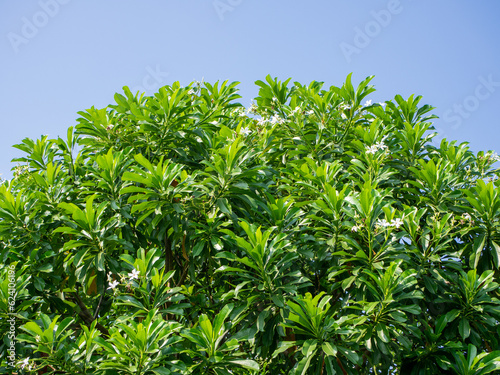 Photo of tree leaves against a blue sky background.