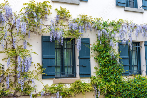 Canvas Print Wisteria growing around windows with old green shutters