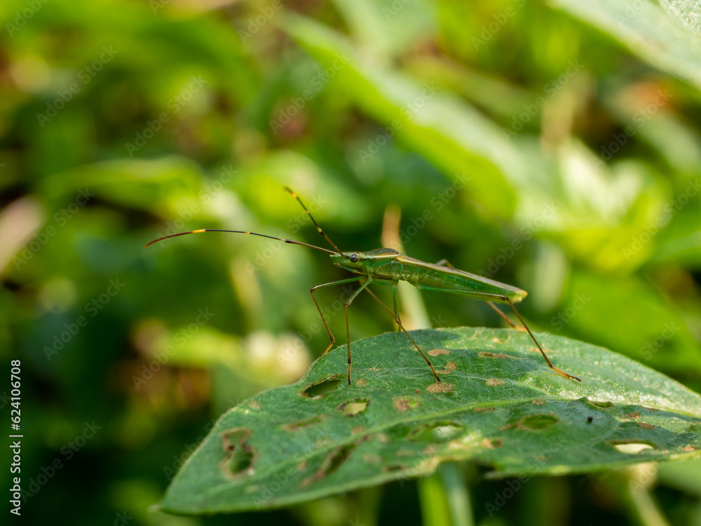 Berytidae is a family of the order Hemiptera ( Berytidae is a family of the order Hemiptera (