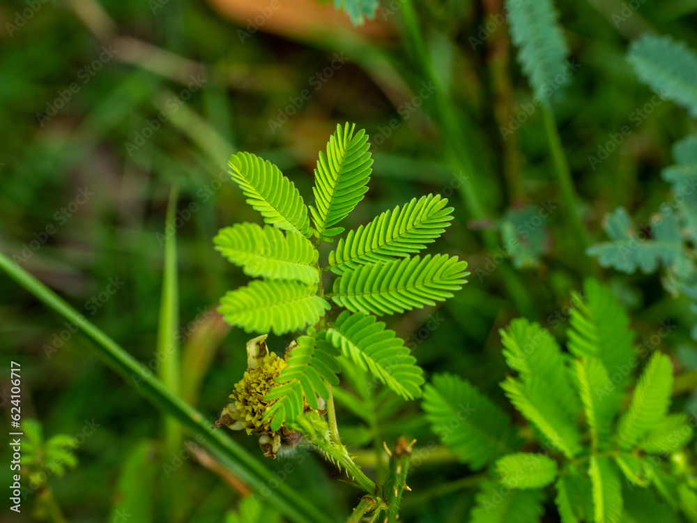 Mimosa pudica also called sensitive plant, sleepy plant, action plant. Mimosa pudica also called sensitive plant, sleepy plant, action plant.