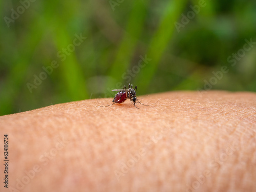 A small mosquito is sucking blood on human skin. © Ahmad M.