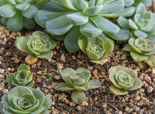 Greenovia hierro slowers family in pot. Crassula flower is a type of succulent. Growing a cactus plant at home. Floriculture. Green leaves natural background. Flora photo