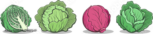 Fresh cabbage vegetables