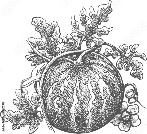 Watermelon engraving hand drawn sketch