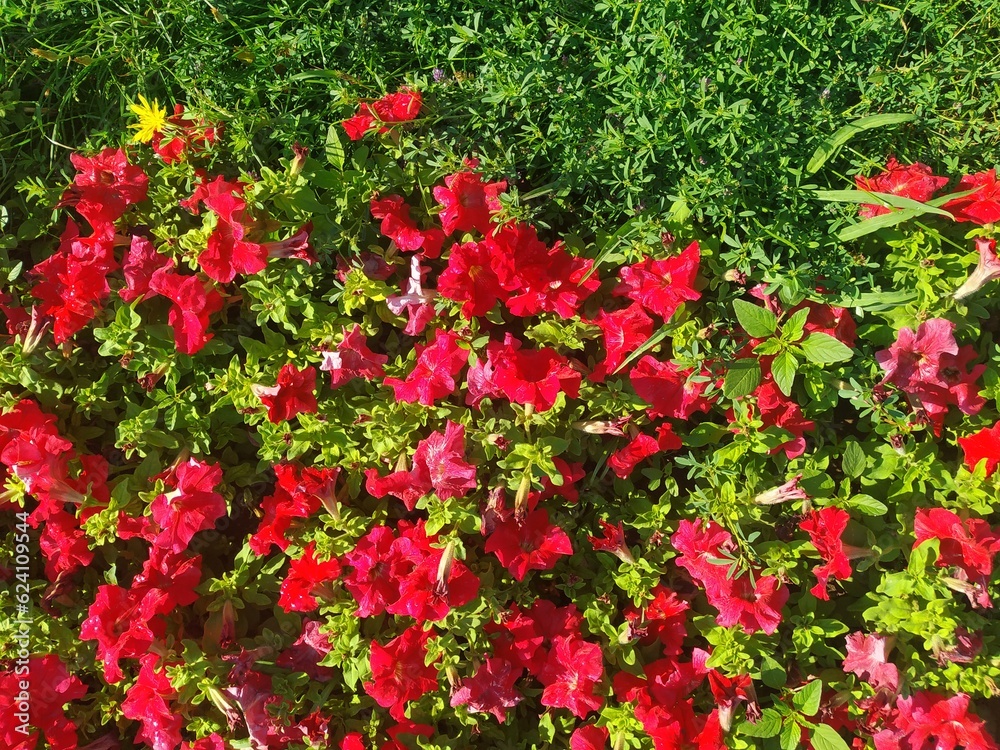 Red flowers and green leaves, floral background Red flowers and green leaves, floral background