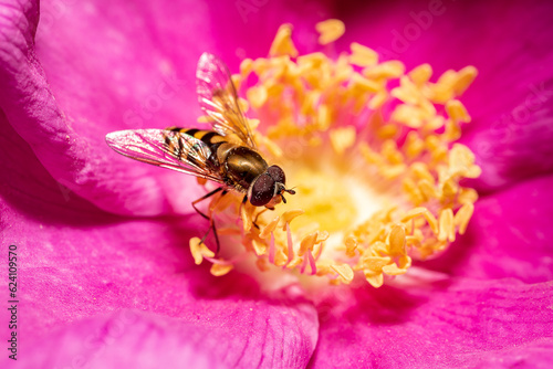 Bzyg nadobny spijający nektar na róży (Eupeodes corollae, Hoverfly)