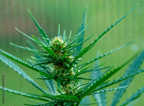 close up of marijuana cannabis leaf