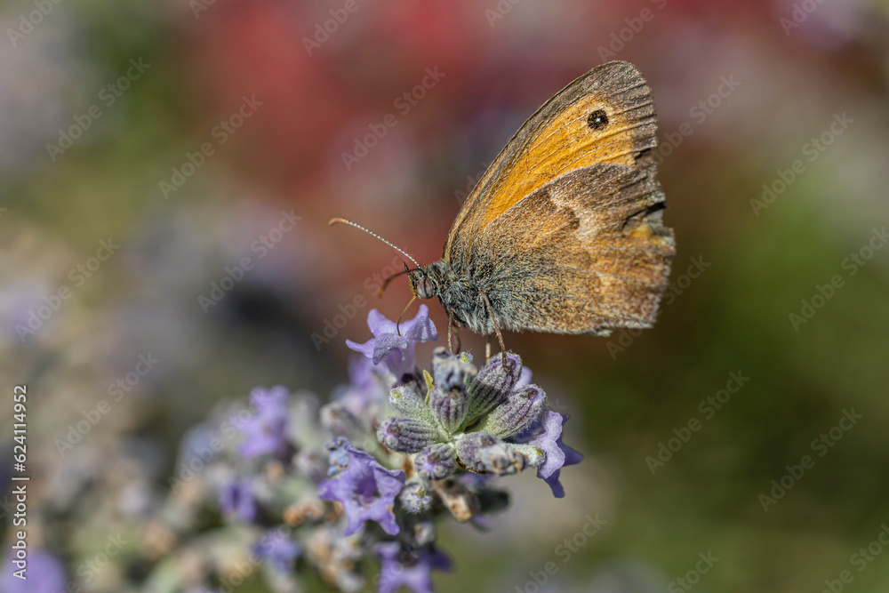 Obraz premium Papillon fadet commun