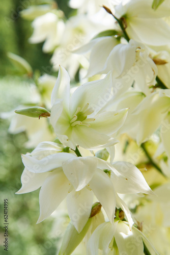 Yucca plant blooming in the summer
