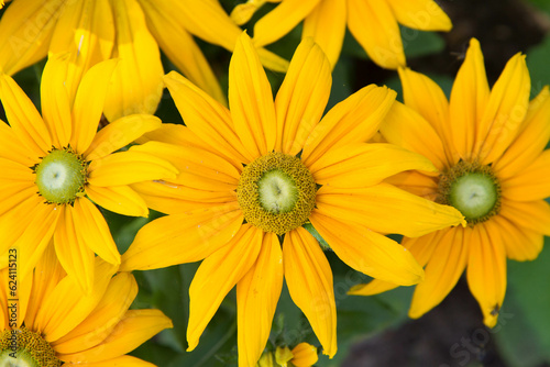 Rudbeckia blooming in a garden