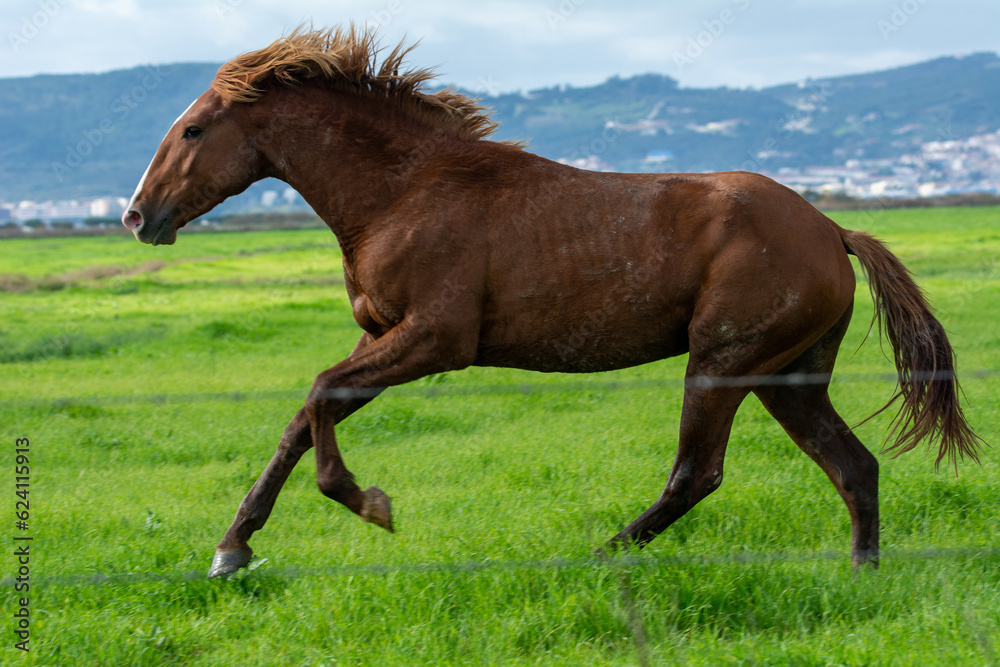 Fototapeta premium Caballos