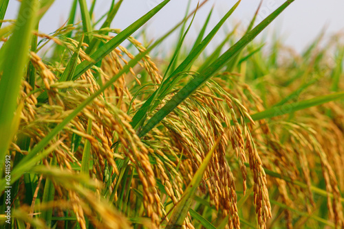 The rice plant is a beautiful and delicate plant and is a glimpse of the beauty of nature. The image is visual and eye-catching. It is sure to appeal to people interested in nature or agriculture.