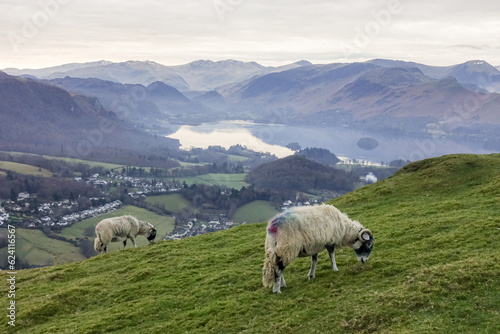 sheep in the mountains keswick