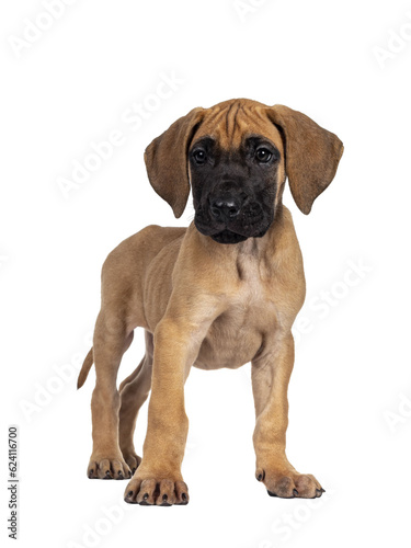 Handsome fawn   blond Great Dane puppy  standing side ways. Looking straight at lens with dark shiny eyes. Isolated cutout on transparent background.