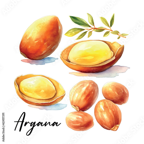 Argan branch watercolor in vintage style on white background.