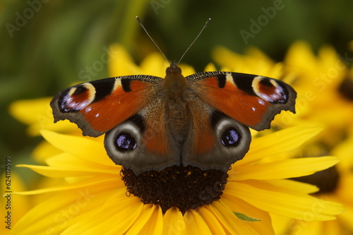 butterfly on flower