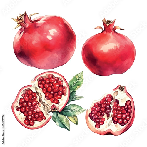 Pomegranate watercolor on white background. Isolated vector element. Sweet food.