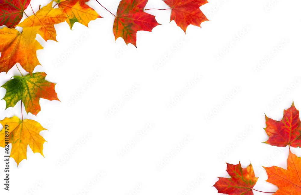 Autumnal maple leaves on a white background with space for text. Top view, flat lay
