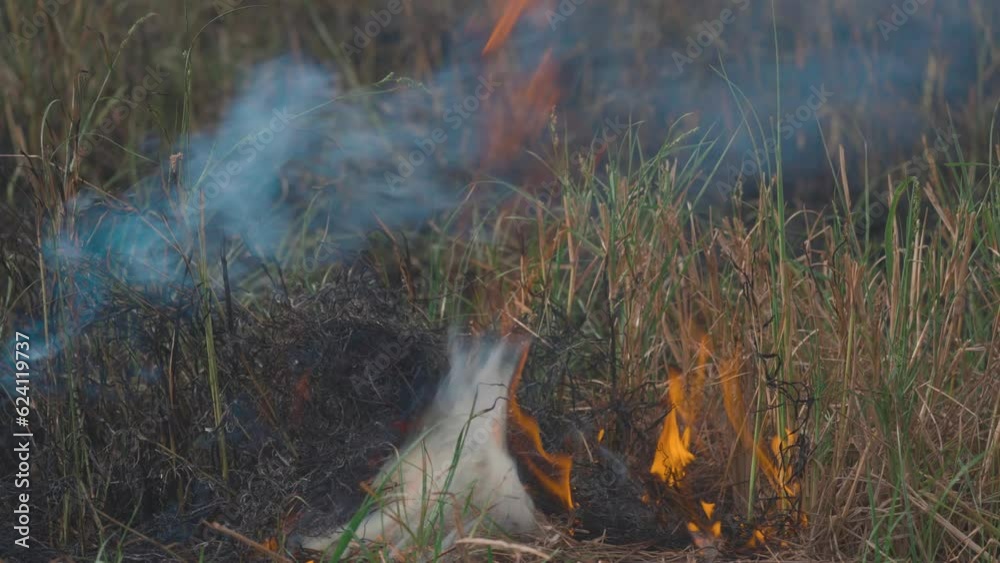Fire flame burning in grass field on summer season Fire flame burning in grass field on summer season