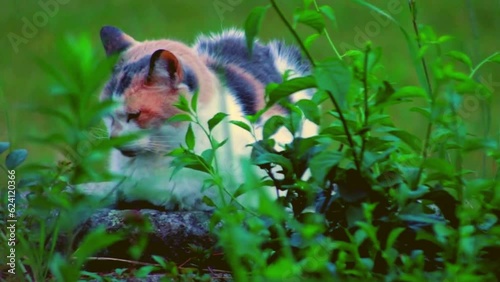 cat on the grass photo