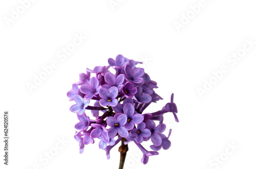 lilac flowers isolated on transparent background 