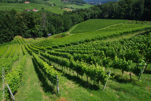 Weinanbau Steiermark Österreich