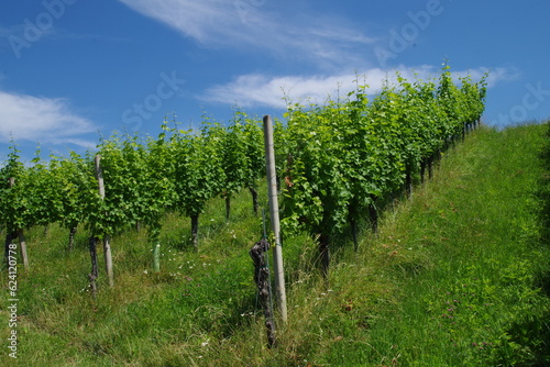 Weinanbau Steiermark Österreich