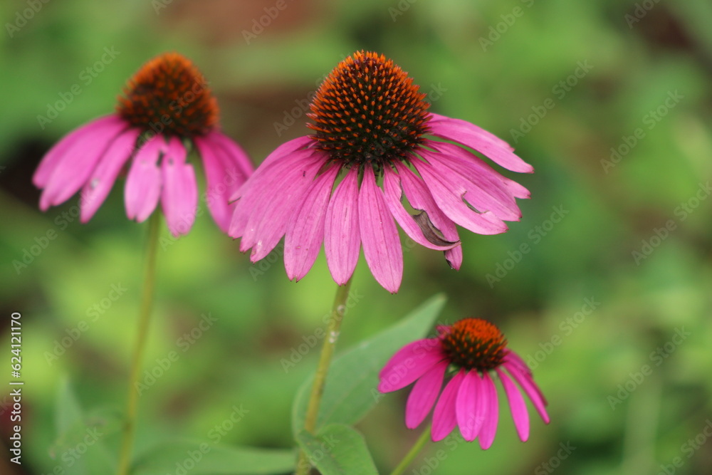 Fototapeta premium Purple coneflower