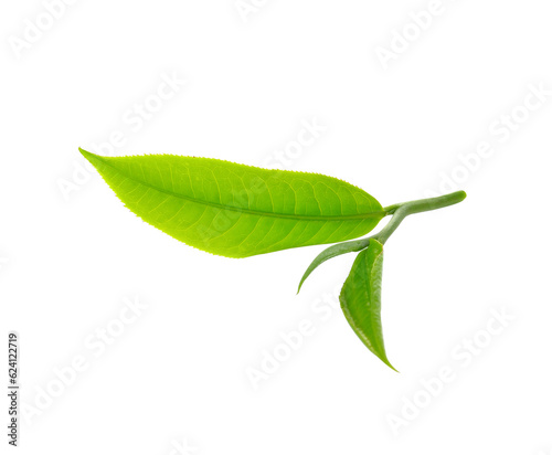 Fresh green tea leaf on   transparent png