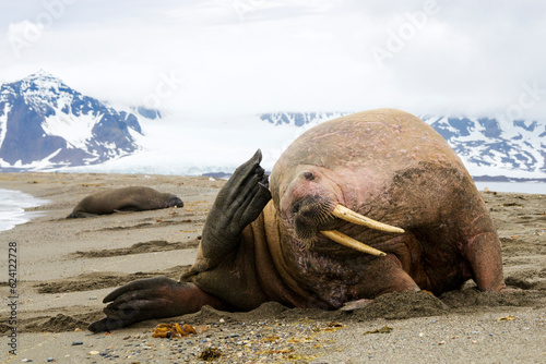Walrus on the shore of Svalbard. Walruses are one of the largest flippered marine mammals. At 19th and early 20th century they were hunted and killed , now population is restoring