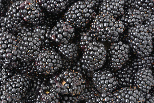 Blackberry berry background - fresh berries