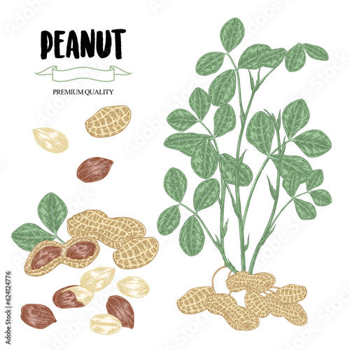 Peanuts vector illustration. Hand drawn Peanut plant with ripe nuts isolated on white background. Vintage colorful sketch style.