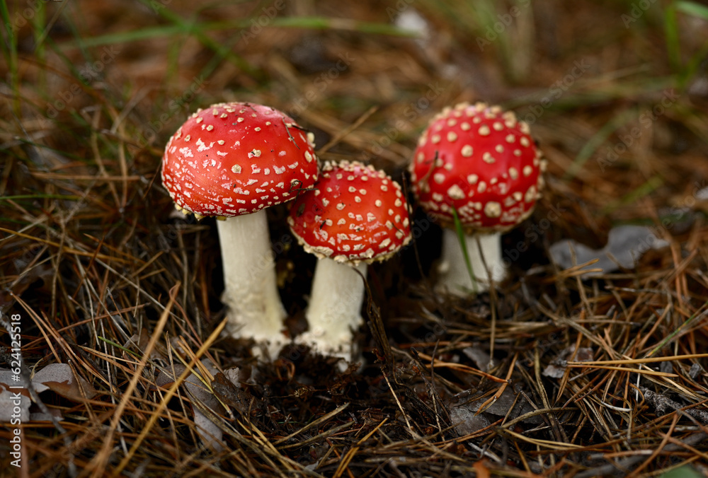 Three red fly agarics in a summer forest on the ground covered with dry pine needles, close-up. Three red fly agarics in a summer forest on the ground covered with dry pine needles, close-up.