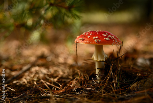A red fly agaric in a summer forest under the pine branches, close-up.  photo